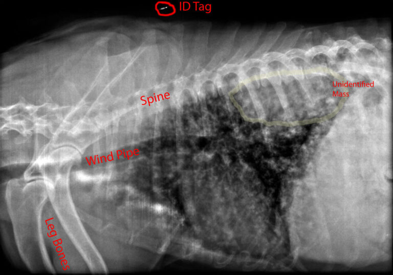 Radiologie à la Polyclinique Saint-Laurent